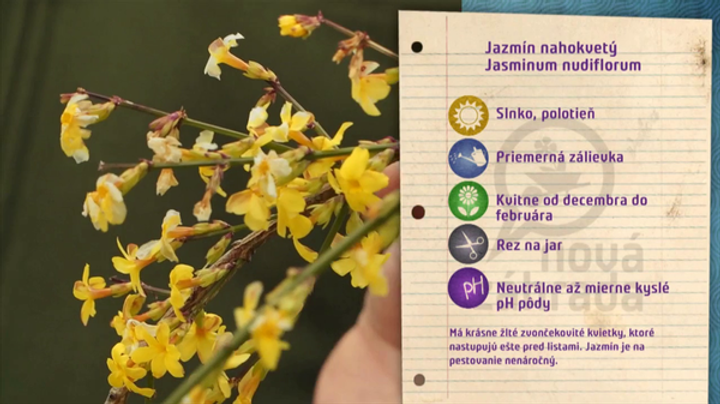 Nova zahrada kvitnutie v zime 